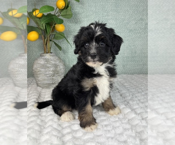 Medium Photo #5 Bernedoodle (Miniature) Puppy For Sale in FRANKLIN, IN, USA