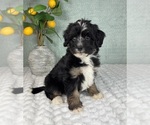 Small #4 Bernedoodle (Miniature)