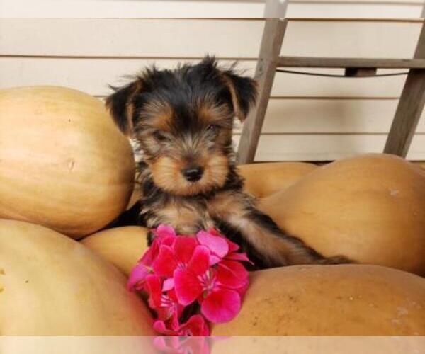 Medium Photo #7 Yorkshire Terrier Puppy For Sale in BALTIMORE, MD, USA
