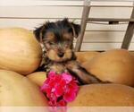 Small Photo #7 Yorkshire Terrier Puppy For Sale in BALTIMORE, MD, USA