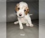 Small Photo #7 Goldendoodle (Miniature) Puppy For Sale in LAYTON, UT, USA