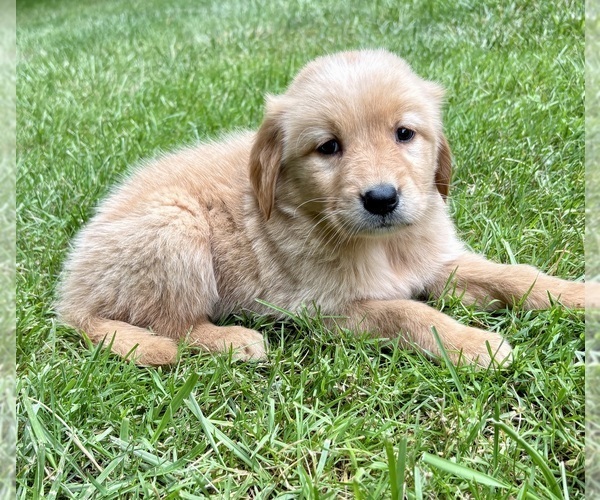Medium Photo #2 Golden Retriever Puppy For Sale in FAIR HAVEN, MI, USA
