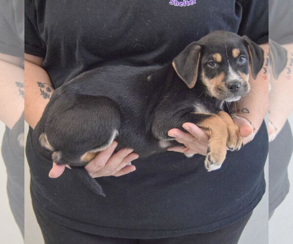 Medium Photo #2 Rottweiler-Unknown Mix Puppy For Sale in Huntley, IL, USA