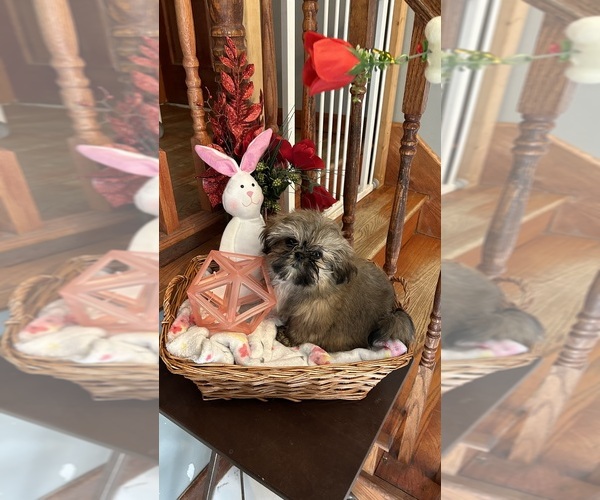 Medium Photo #12 Shih Tzu Puppy For Sale in BRIDGETON, NJ, USA