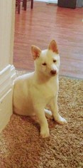 Shiba Inu Puppy for sale in GRAND RAPIDS, MI, USA