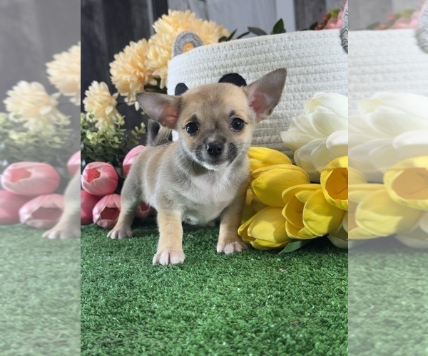 Medium Photo #1 Chihuahua Puppy For Sale in CANOGA, NY, USA