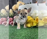 Small Chihuahua