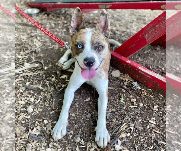 Medium Photo #20 Catahoula Leopard Dog-Unknown Mix Puppy For Sale in Canton, CT, USA
