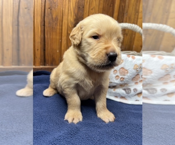 Medium Photo #9 Golden Retriever Puppy For Sale in NEOLA, WV, USA