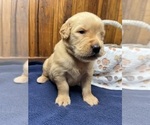 Small #8 Golden Retriever
