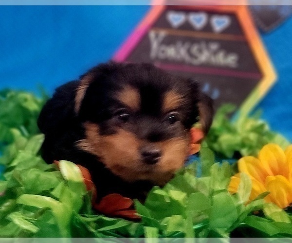 Medium Photo #7 Yorkshire Terrier Puppy For Sale in AKRON, OH, USA