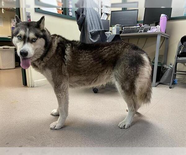 Medium Photo #1 Siberian Husky Puppy For Sale in Pasadena, CA, USA