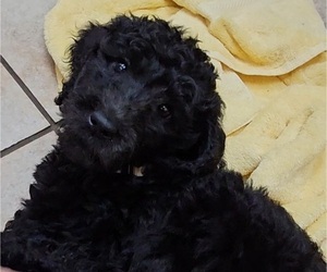 Poodle (Standard) Puppy for sale in SPRING HILL, FL, USA