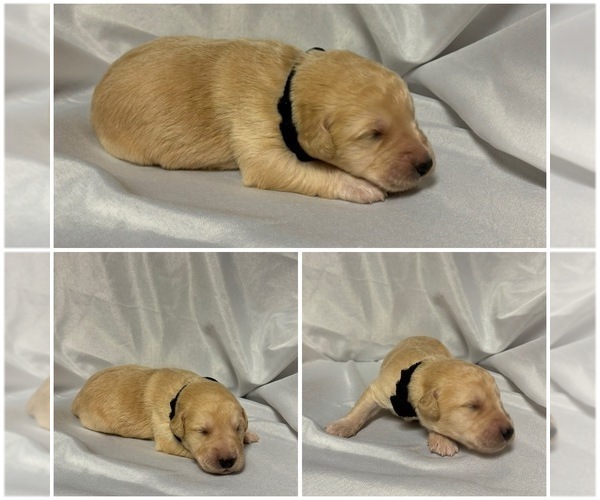 Medium Photo #8 Labradoodle Puppy For Sale in OSMOND, NE, USA