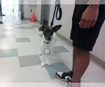 Small Rat Terrier