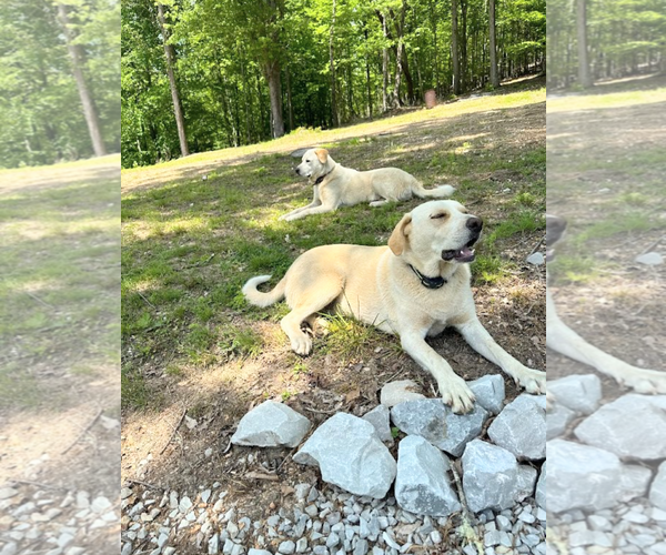 Medium Photo #3 Labrenees Puppy For Sale in Maryville, TN, USA