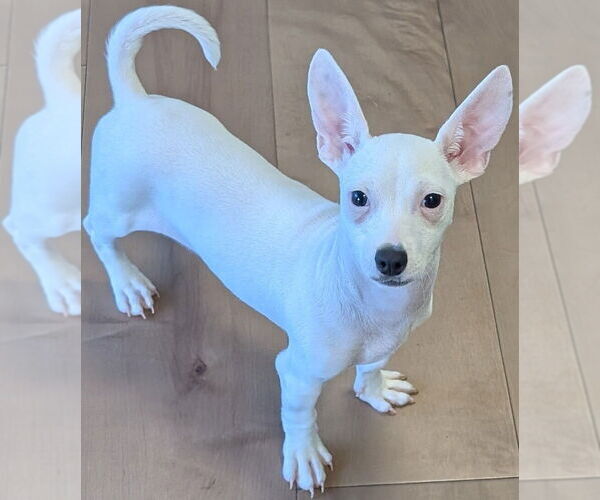 Medium Photo #1 Chihuahua-Unknown Mix Puppy For Sale in San Bernardino, CA, USA