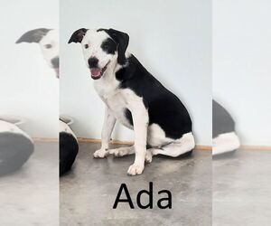 Ada - Female Greater Swiss Mountain Dog-Unknown Mix Dog for Adoption - Photo #4