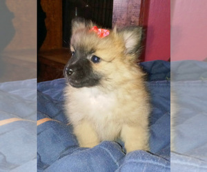 Pomeranian Puppy for sale in SPOTSYLVANIA, VA, USA