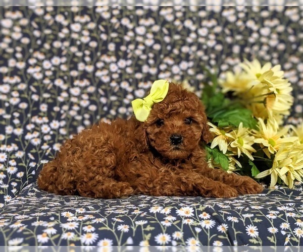 Medium Photo #5 Poodle (Toy) Puppy For Sale in NEW PROVIDENCE, PA, USA