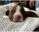 Small Photo #20 English Springer Spaniel Puppy For Sale in ACTON, MT, USA