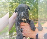 Small Photo #8 Cane Corso Puppy For Sale in DORCHESTER, SC, USA