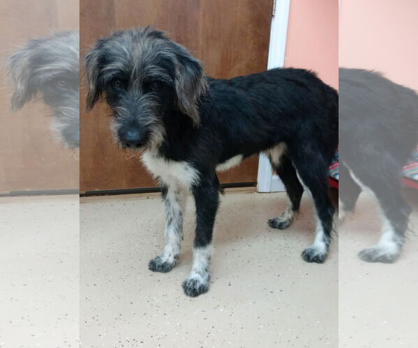 Medium Photo #1 Aussie Siberian Puppy For Sale in York, SC, USA