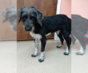 Aussie Siberian Dogs for adoption in York, SC, USA