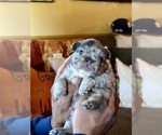 Small #23 French Bulldog