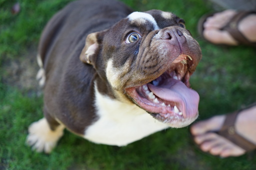 Medium Photo #10 Bulldog Puppy For Sale in LA QUINTA, CA, USA