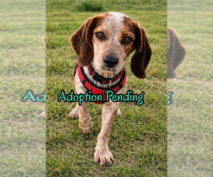 Beagle Dogs for adoption in Dunnellon, FL, USA