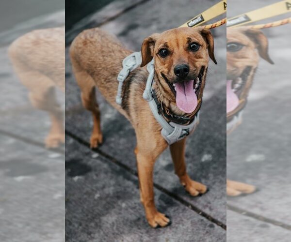 Medium Photo #4 Mutt Puppy For Sale in New York, NY, USA