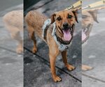 Small #3 Mutt