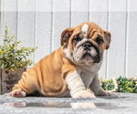 Puppy Cora English Bulldog