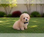 Small #1 Poodle (Toy)