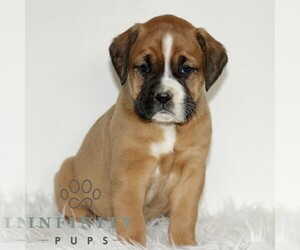 Boxador Puppy for sale in NEW HOLLAND, PA, USA
