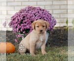Small #2 Labrador Retriever
