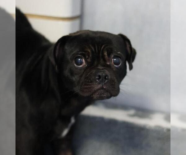 Medium Photo #1 Pug-Unknown Mix Puppy For Sale in San Antonio, TX, USA