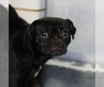 Small Pug Mix