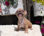 Small Photo #47 French Bulldog Puppy For Sale in GOSHEN, IN, USA