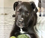Small #4 American Staffordshire Terrier-Labrador Retriever Mix