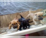 Small #15 Bulldog Mix