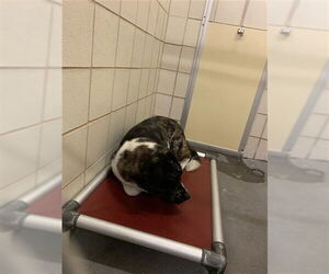 Akita Dogs for adoption in Corpus Christi, TX, USA