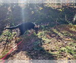 Small #11 German Shepherd Dog