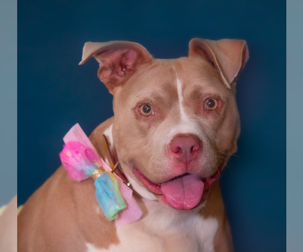 Medium Photo #1 American Staffordshire Terrier-Unknown Mix Puppy For Sale in Decatur, GA, USA