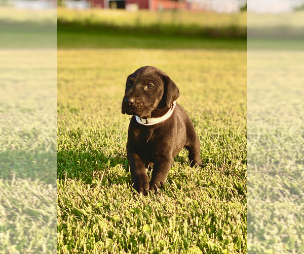 Medium Photo #6 Great Dane Puppy For Sale in LEITCHFIELD, KY, USA