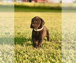 Small Photo #6 Great Dane Puppy For Sale in LEITCHFIELD, KY, USA