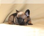 Small Photo #4 French Bulldog Puppy For Sale in SAN FRANCISCO, CA, USA