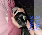 Small Photo #24 German Shorthaired Pointer Puppy For Sale in BEULAVILLE, NC, USA