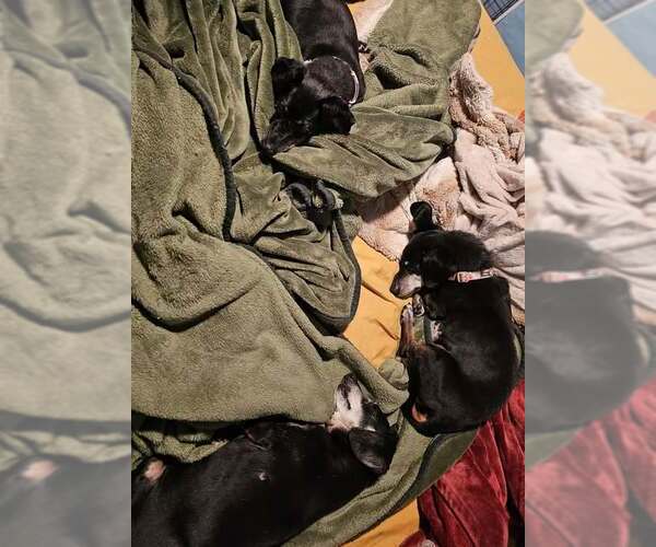 Medium Photo #2 Dachshund Puppy For Sale in Sioux Falls, SD, USA